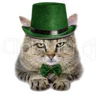 cat in a green hat and tie butterfly isolated on white backgroun