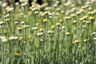 Lavender Cotton - Cotton-Lavender - Santolina chamaecyparissus