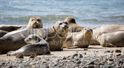 Harbor Seals - Phoca vitulina, Fitzgerald Marine Reserve, Moss Beach, California.
