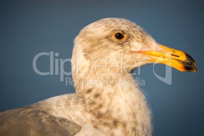 California Gull, Larus californicus