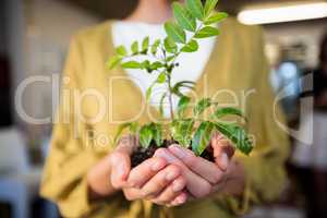 Businesswoman holding plant