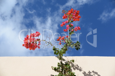 bougainvillea