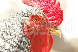 Adult speckled rooster