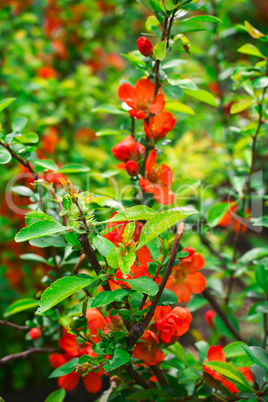 Blooming spring shrub