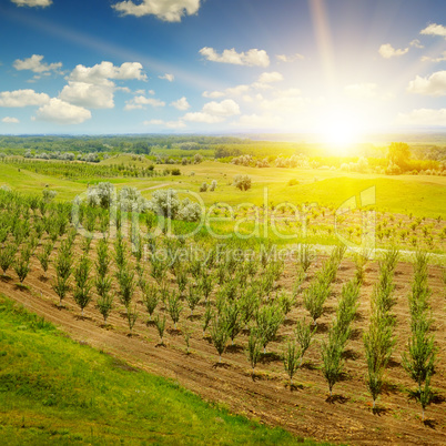 garden with fruit trees and sunrise