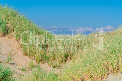 Seegrass, Strand und Sanddünen