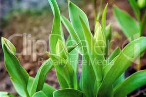Buds and green leaves tulips