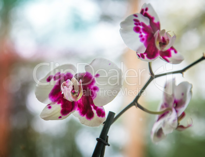 A branch of a blossoming Orchid.