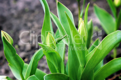 Buds and green leaves tulips