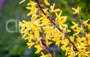 A branch of a blossoming in the garden forsythia .g