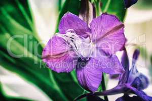 Beautiful flower with purple petals closeup.