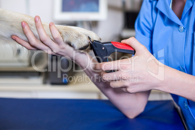 A vet cutting the nails of dog