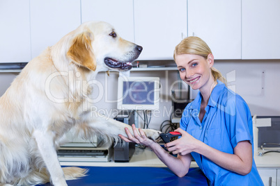 A vet cutting the nails of dog