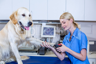 A vet cutting the nails of dog