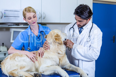 Two vets taking care of a dog