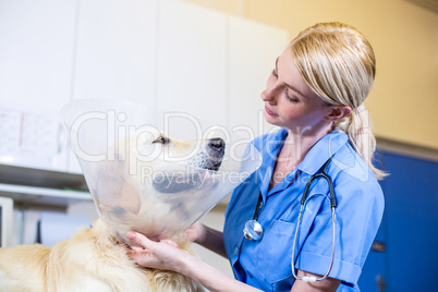 A woman vet putting a collar to a dog