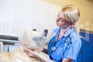 A woman vet putting a collar to a dog