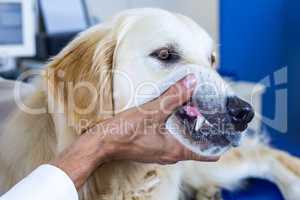 A vet taking the muzzle of a dog
