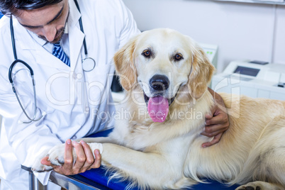A man vet holding the paw of a dog