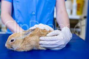 A woman vet petting a rabbit