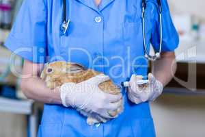 A woman vet putting down a rabbit