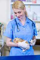 A woman vet putting down a rabbit