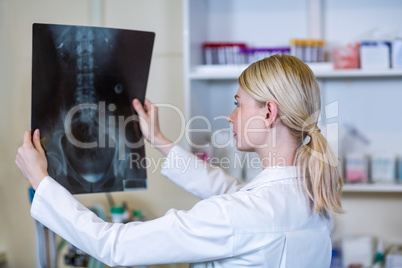 A woman vet observing a x-ray