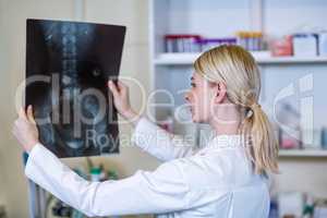 A woman vet observing a x-ray