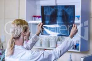 A woman vet observing a x-ray