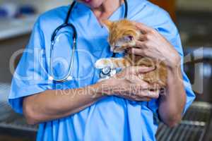 Close up of woman vet bringing a kitten