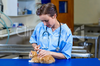 A woman vet putting down a kitten