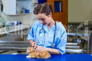 A woman vet putting down a kitten
