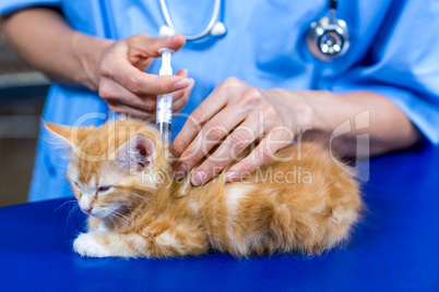 Close up of woman vet putting down a kitten