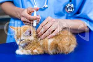 Close up of woman vet putting down a kitten
