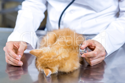 Close up on a kitten examined by vet