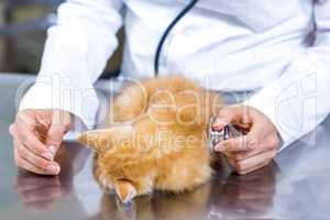 Close up on a kitten examined by vet