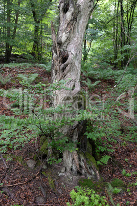 Alter Baum