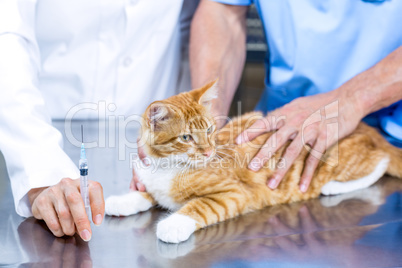 Close up on cat held by vet