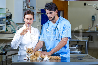 Two vets treating a cat