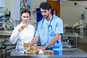 Two vets treating a cat