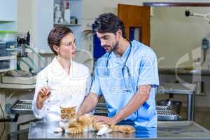 Two vets examining a cat