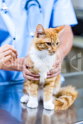 Close up on a cat held by vet