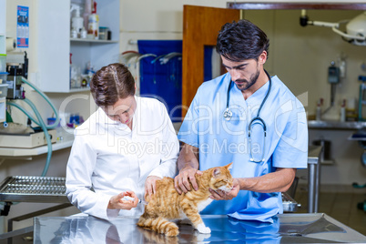 Two vets treating a cat