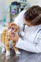 Woman vet examining cats teeth