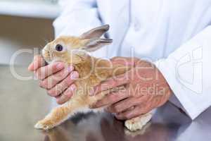 Close up on a rabbit held by vet