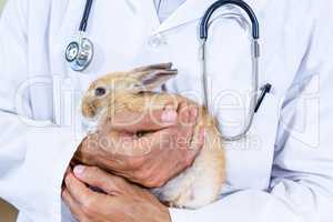 Close up of a rabbit in vets arms
