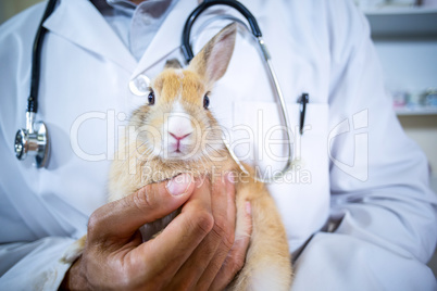 Close up on a rabbit on vets arms