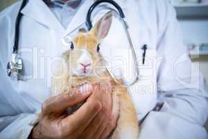 Close up on a rabbit on vets arms