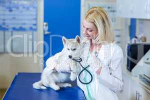Woman vet playing with a cute puppy