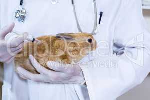Close up on a vet doing a injection to a rabbit